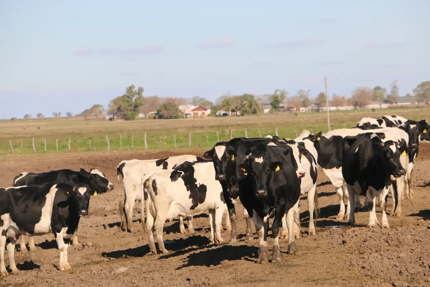 Se profundiza el cierre de tambos y la concentración en pocas manos