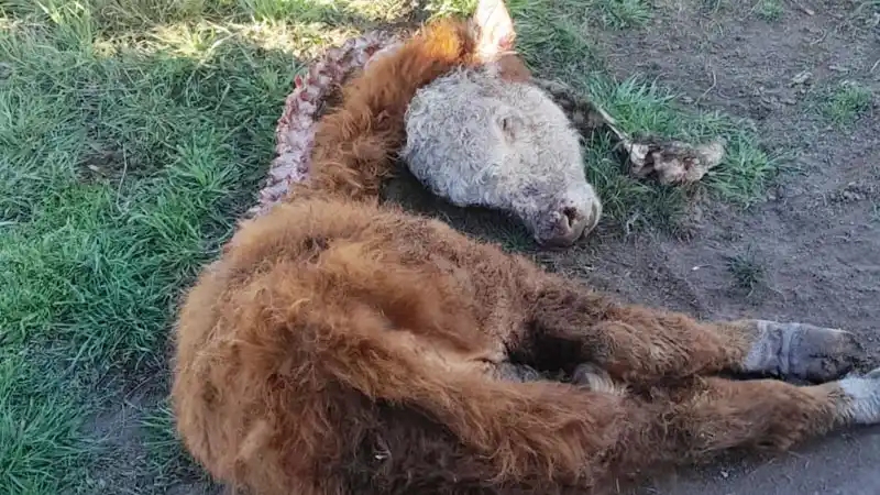 La Filial Larroque de Federación Agraria denunció que jaurías de perros atacan y matan ganado vacuno y lanar