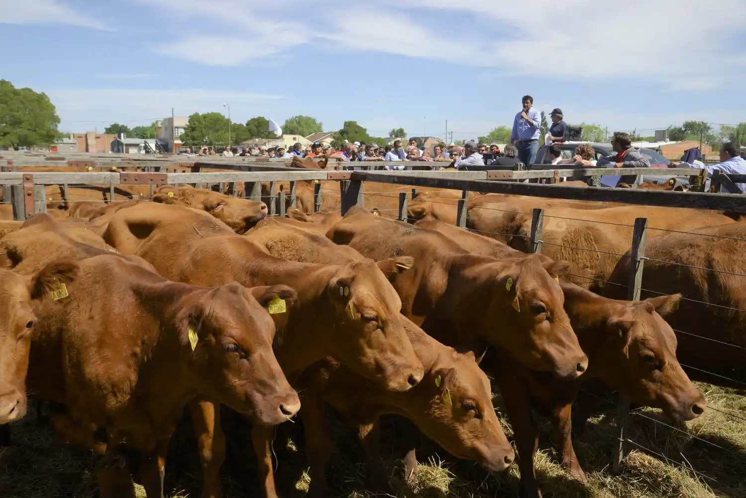 Una consignataria con un crecimiento animal