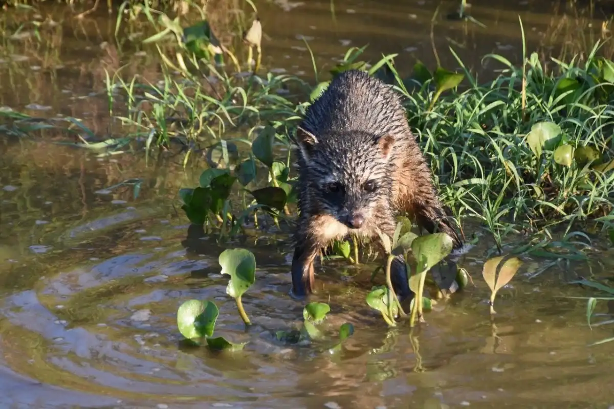 Dieron a conocer un tierno animalito que habita en las reservas de Gualeguaychú