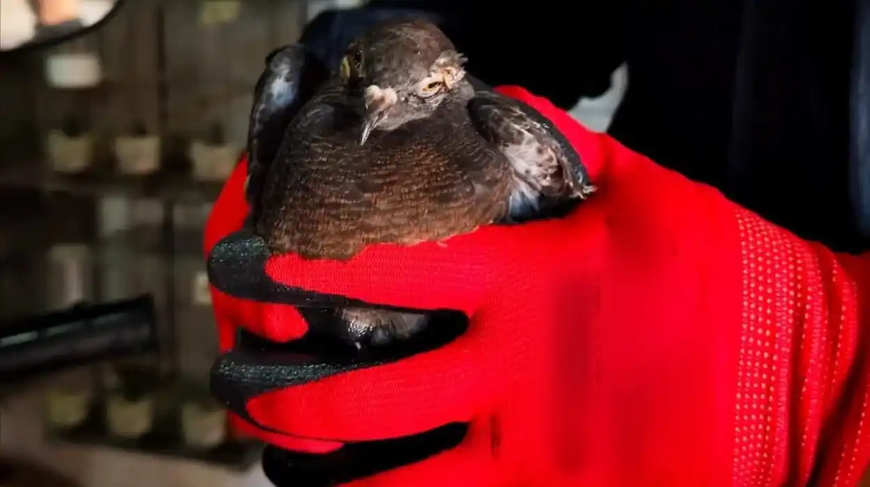 En el allanamiento se hallaron un total de 113 aves silvestres