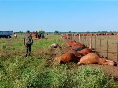 Pérdida ganadera: 31 novillos fallecieron tras recibir el impacto de un rayo