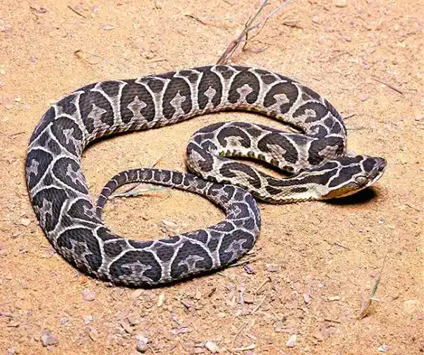 Yarara Venenosa