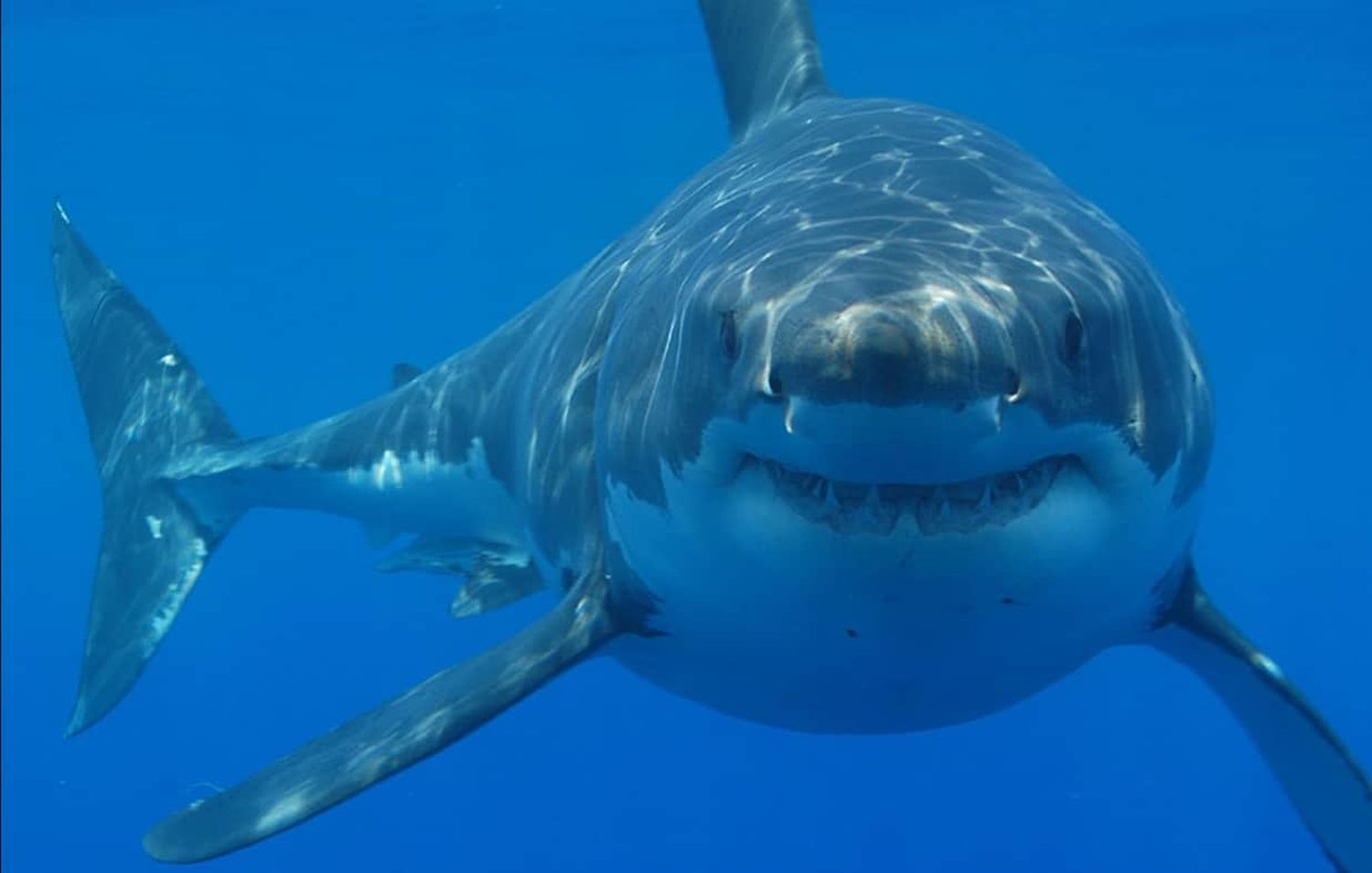 Tiburones andan «locos» consumiendo cocaína