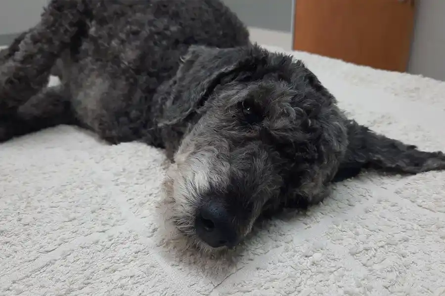 VIDEO | Encontraron a una perra tirada en un contenedor a punto de morir: ¿cómo continúa la salud de "Socorro"?