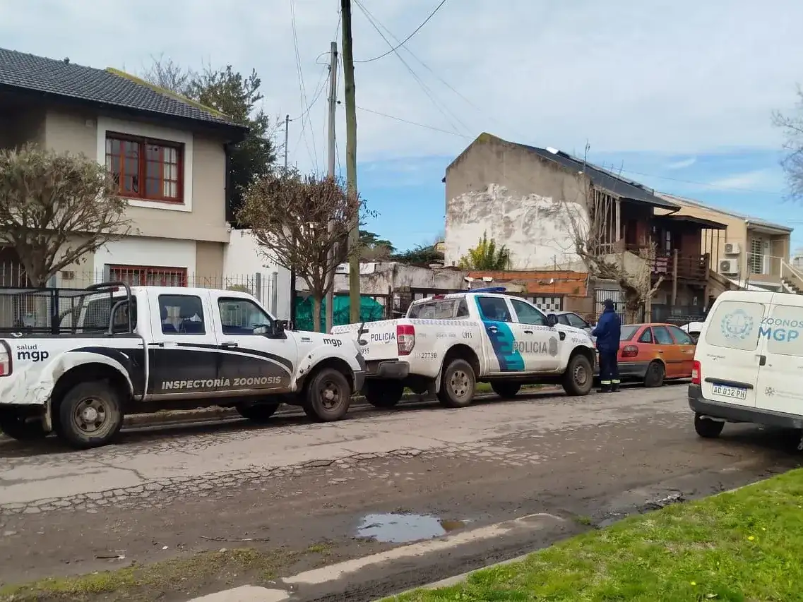 rescate perro