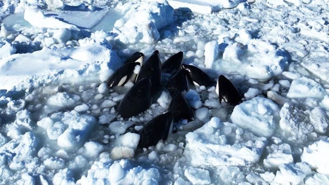 Un video grabado con un dron por científicos muestra a los cetáceos intentando sin éxito liberarse del hielo.
