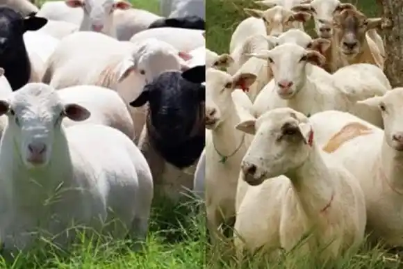 Se encontró con varios animales ajenos dentro de su campo: tuvieron que intervenir “Los Pumas”