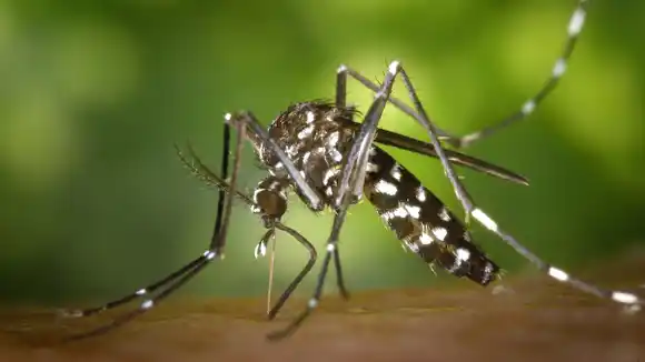 ¿ERES SANGRE DULCE? Por estas razones pican los mosquitos