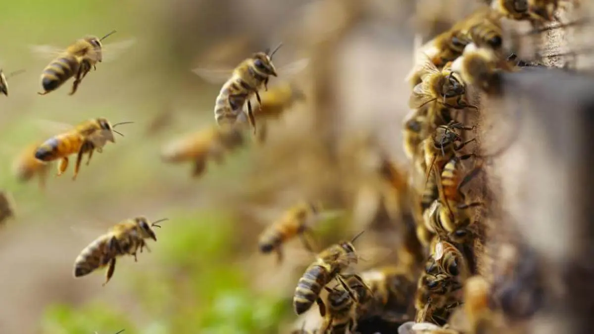 ABEJAS AFRICANIZADAS ATACAN y causan la muerte de un anciano en el Zulia: su hijo está grave