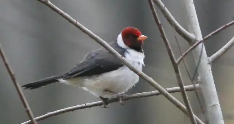 Cuatro nuevas capturas para el Banco de Imágenes de las Aves