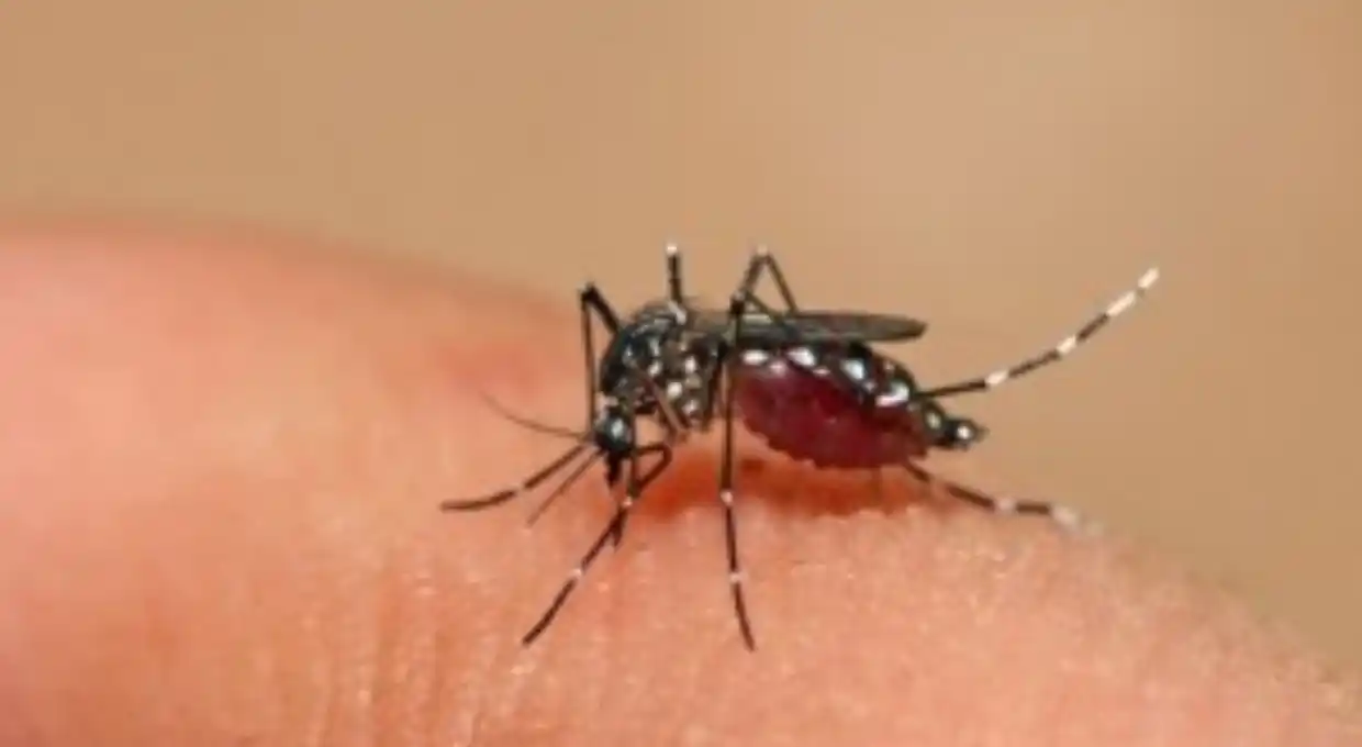 Confirman el primer caso positivo de Chikungunya en la ciudad de Santa Fe