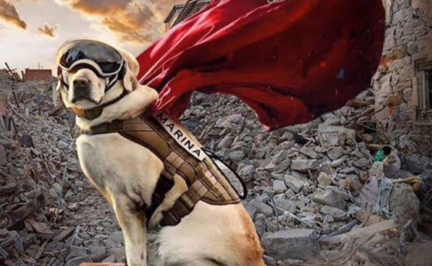 Coraza Canina