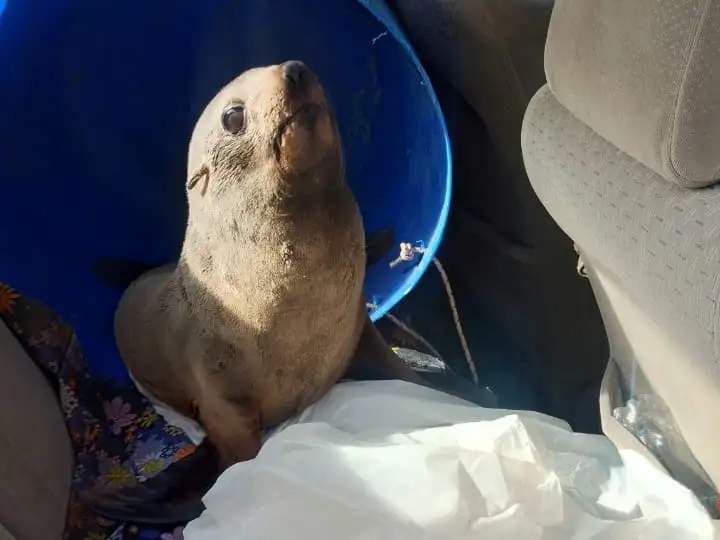 Rescataron al lobito marino que apareció en el río Gualeguaychú y aseguran que habría otros más en aguas entrerrianas
