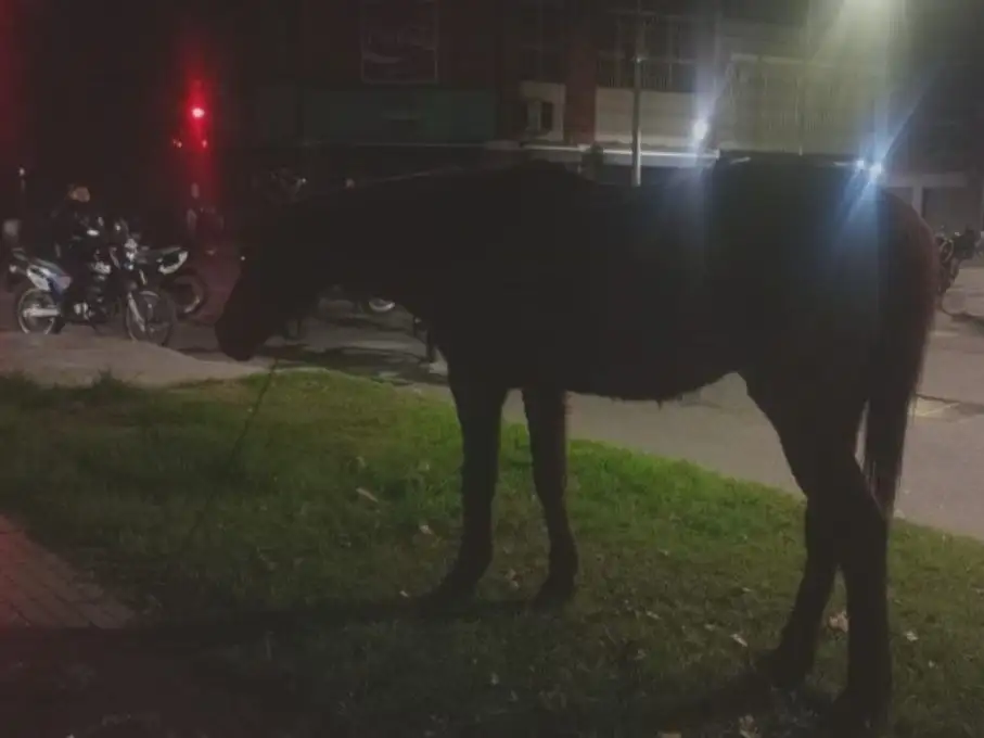caballo suelto rosario 2