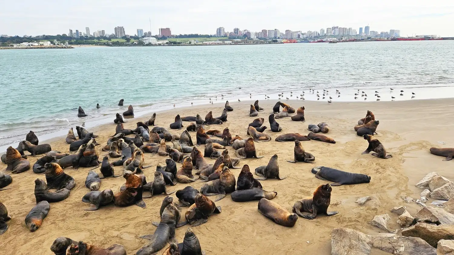 mar del plata
