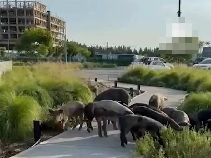En medio de la disputa por los carpinchos, aparecieron chanchos salvajes en Nordelta