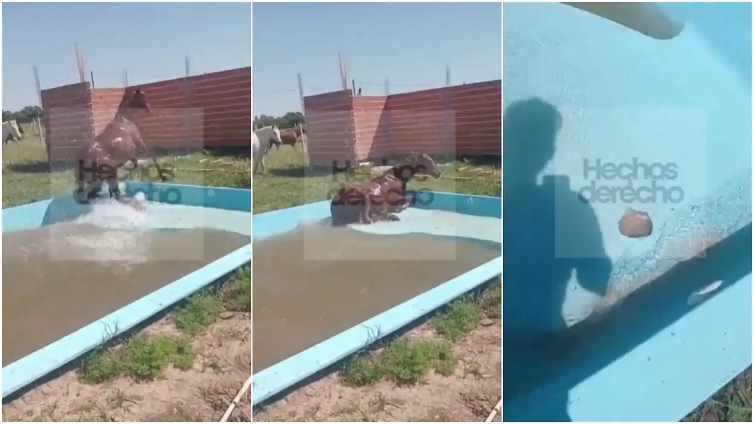 Indignación en La Plata: un caballo rompió una pileta nueva y volvió el reclamo por animales sueltos