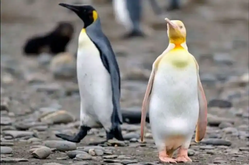 Increíble: por primera vez lograron fotografiar un pingüino amarillo