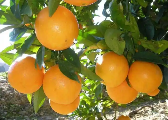 Las exportaciones de citrus aumentaron  respecto del año pasado