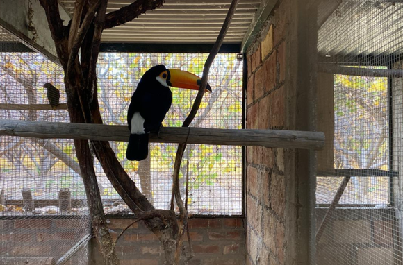 Policía Federal desmanteló una banda que comercializaba aves exóticas y autóctonas