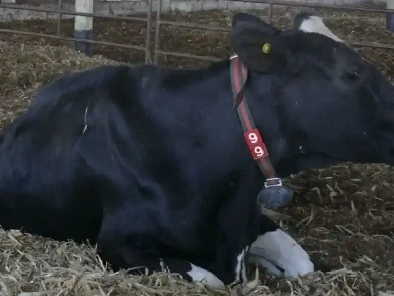 vacas