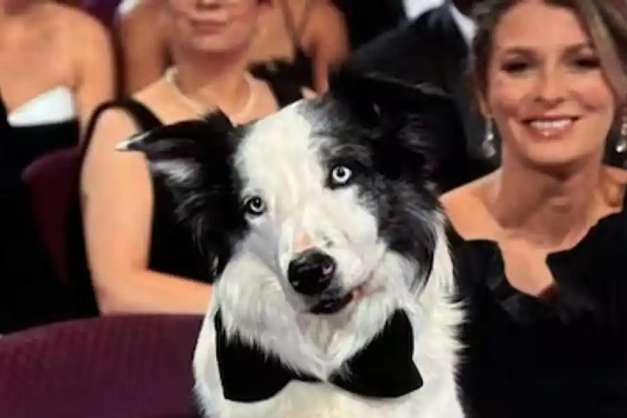 Quién es Messi, el perro que se robó todas las miradas en los Oscar