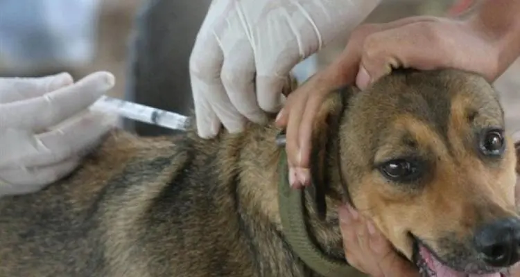 Oficina Animal: Vacunación antirrábica en Las Canaletas, La Tosquera, La Buena Moza y Tablas