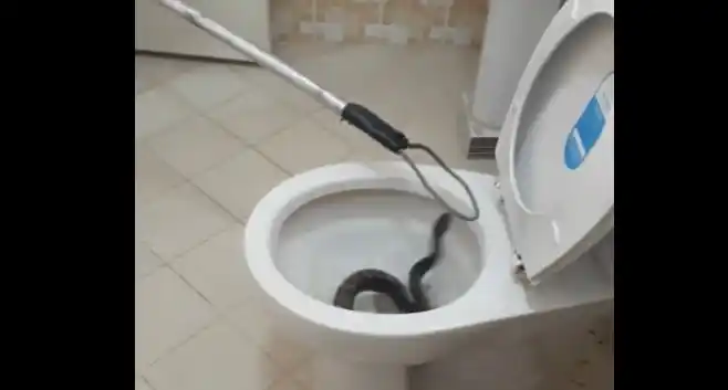 Abrió la tapa del inodoro y se llevó una aterradora sorpresa