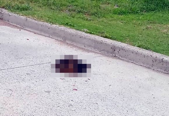 Crueldad en Sierra Chica: Vecinos indignados por la aparición de la cabeza de un perro en plena calle
