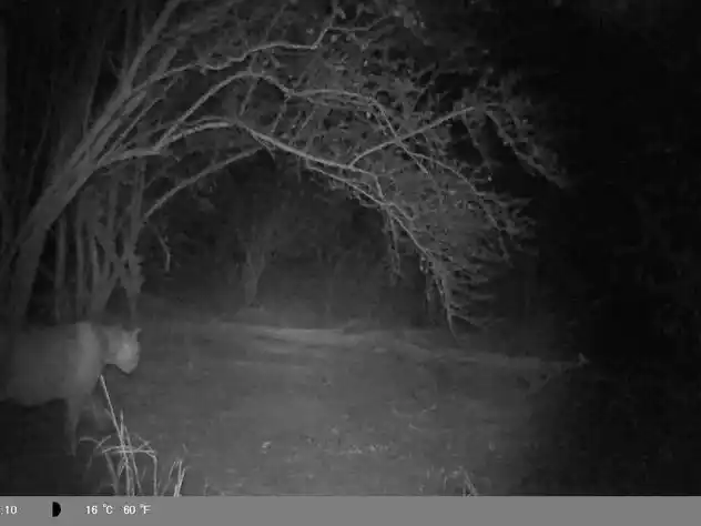 Cámaras trampa de REFSA Hidrocarburos 
registraron un puma de gran porte en Ramón Lista