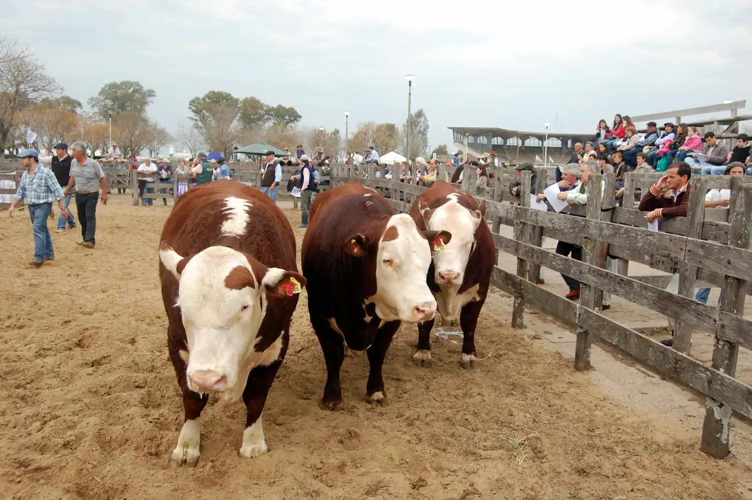 Hoy culmina la muestra del campo y ciudad en el predio de la Sociedad Rural