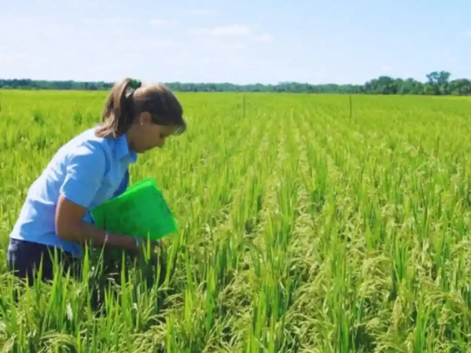 Ajustan la fertilización nitrogenada para maximizar los rendimientos de una variedad de arroz