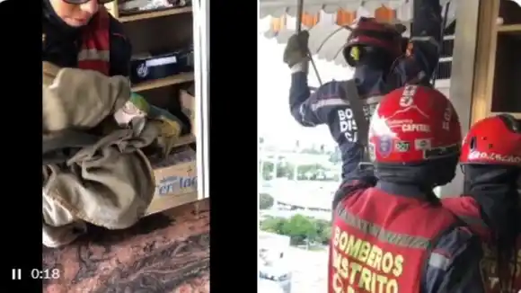 Bomberos rescataron a guacamaya que se quedó atrapada en un aire acondicionado en Caracas (VIDEO)
