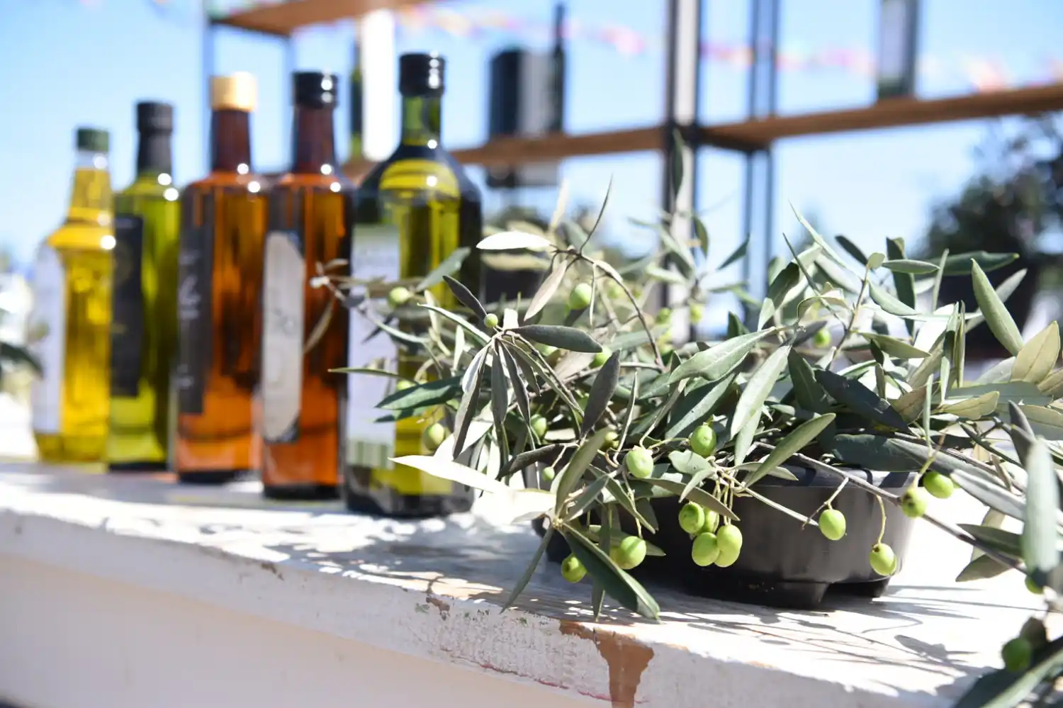 La Ruta del Olivo: un proyecto bonaerense para integrar la producción, el turismo y la identidad regional