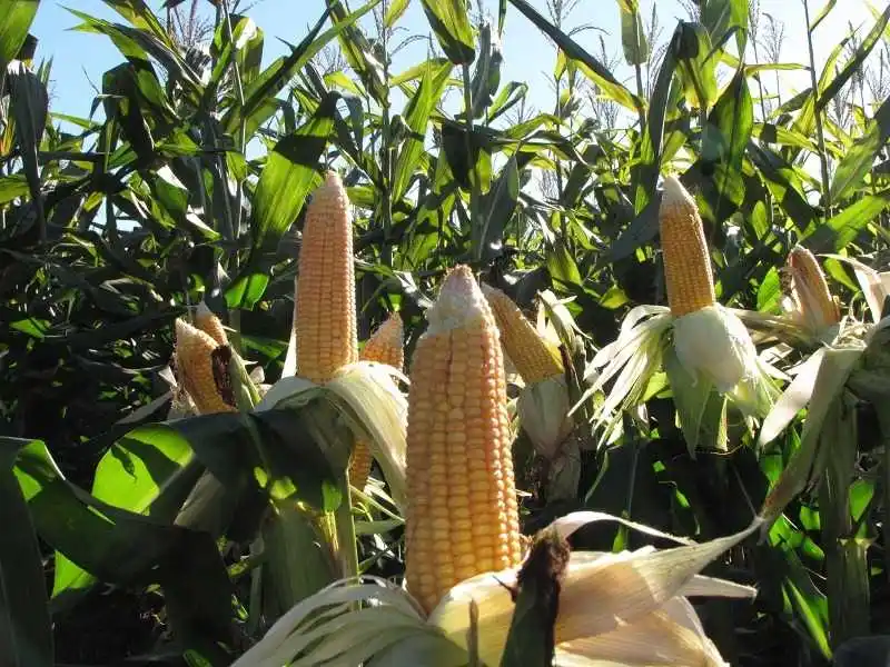 Desde el Gobierno provincial se lleva a cabo un fuerte trabajo en los sectores agrícola y ganadero