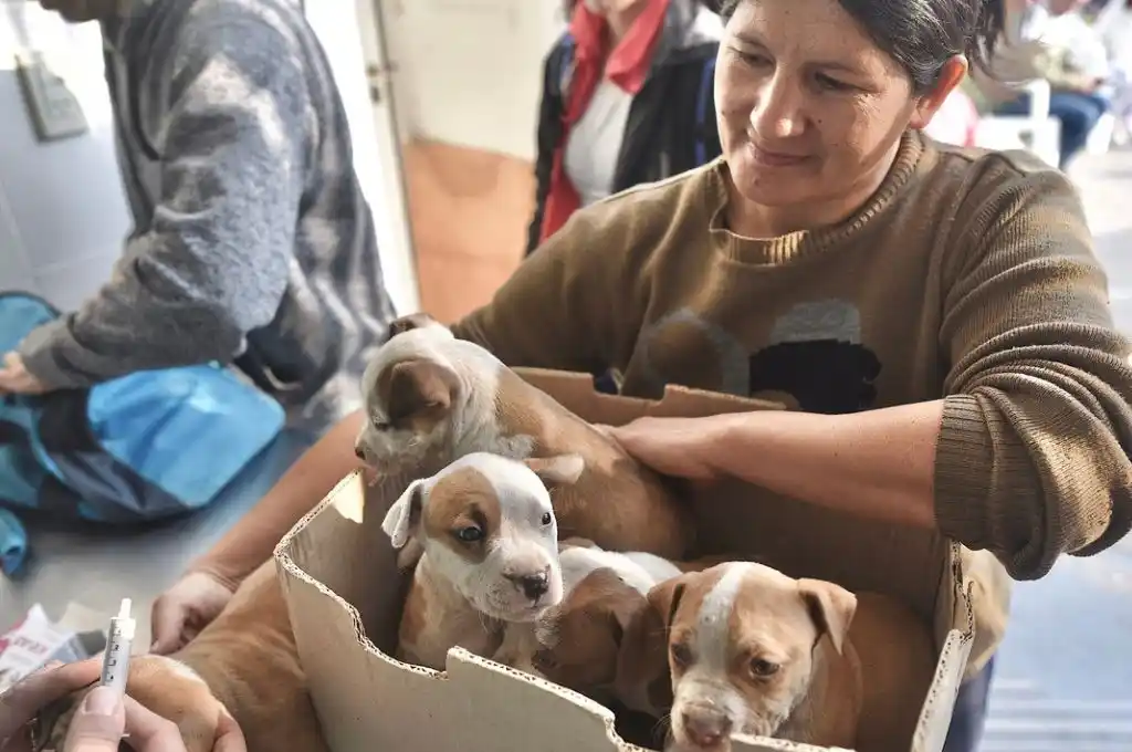Ya se brindó atención a más de 48.300 animales de compañía en la ciudad de Santa Fe