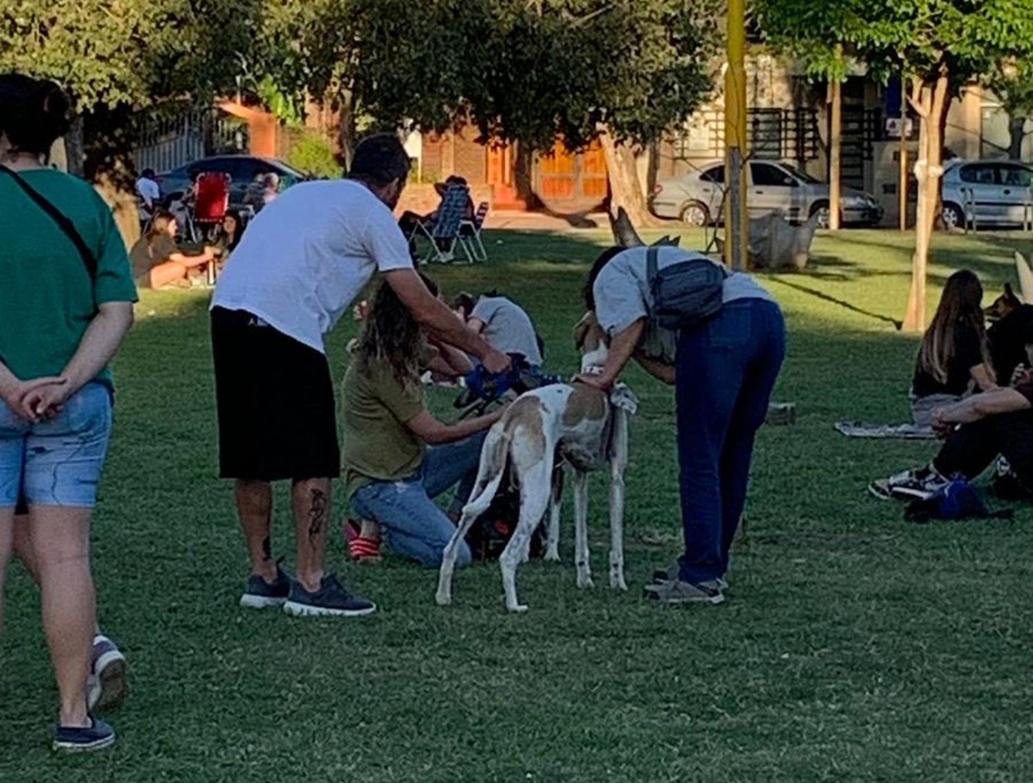 El domingo habrá una jornada de adopción de mascotas en la Plaza Vélez Sarsfield