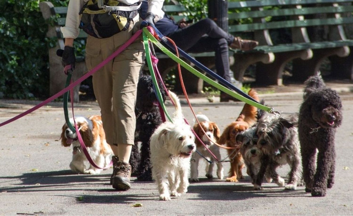 Casi linchan a un conductor que atropelló a un paseador y mató a cuatro perros