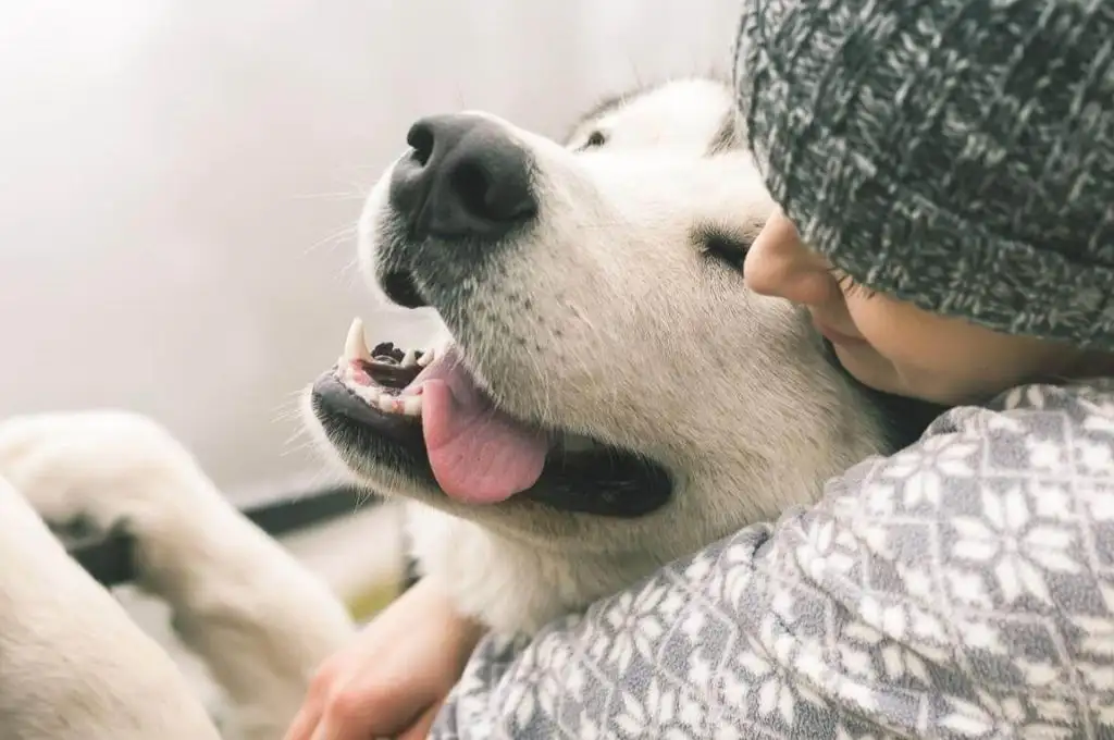 Día del Animal: los aliados más queridos de las familias