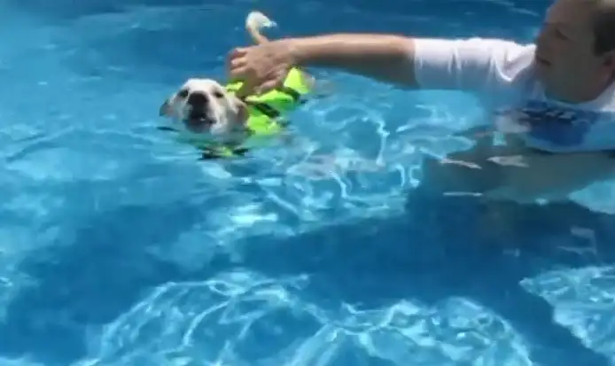 Un perro con parálisis logró volver a caminar