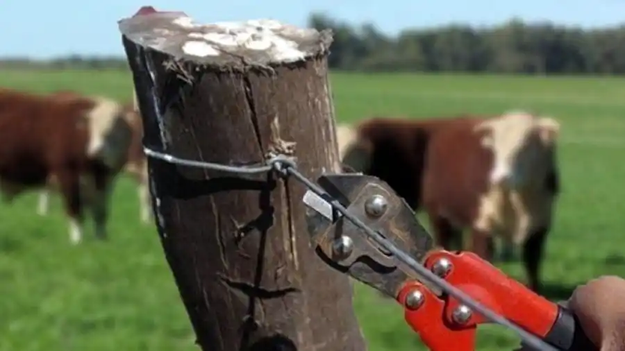 Investigan un caso de abigeato, tras la denuncia de un chacarero