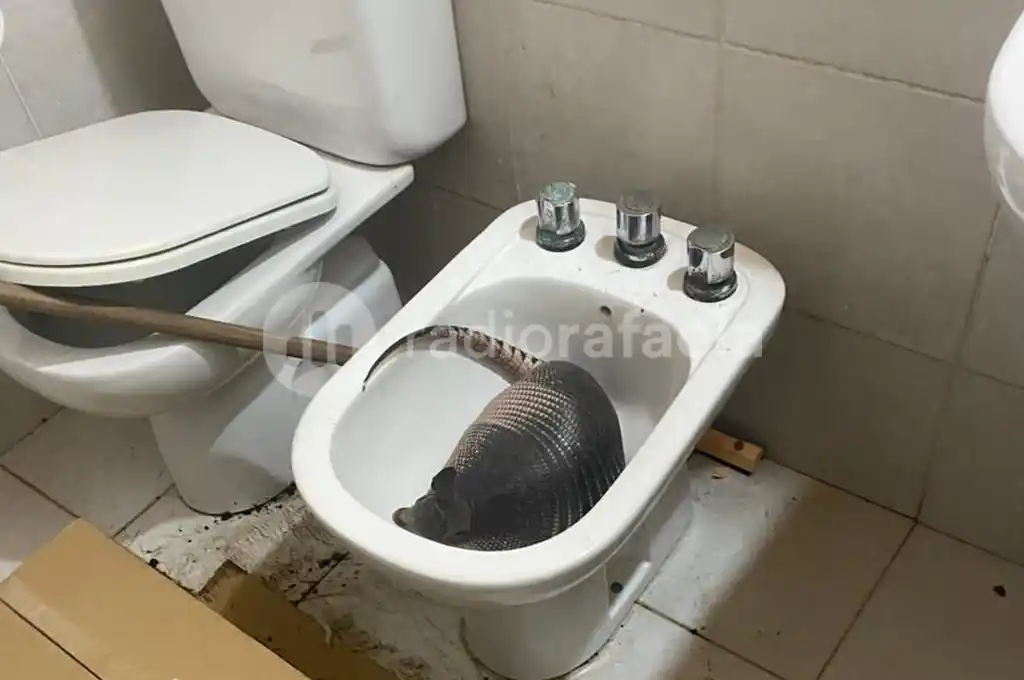 ¡Qué susto! Entró al baño y se encontró con un tatú mulita en el bidet