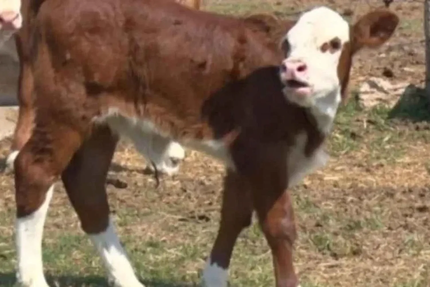 vacas