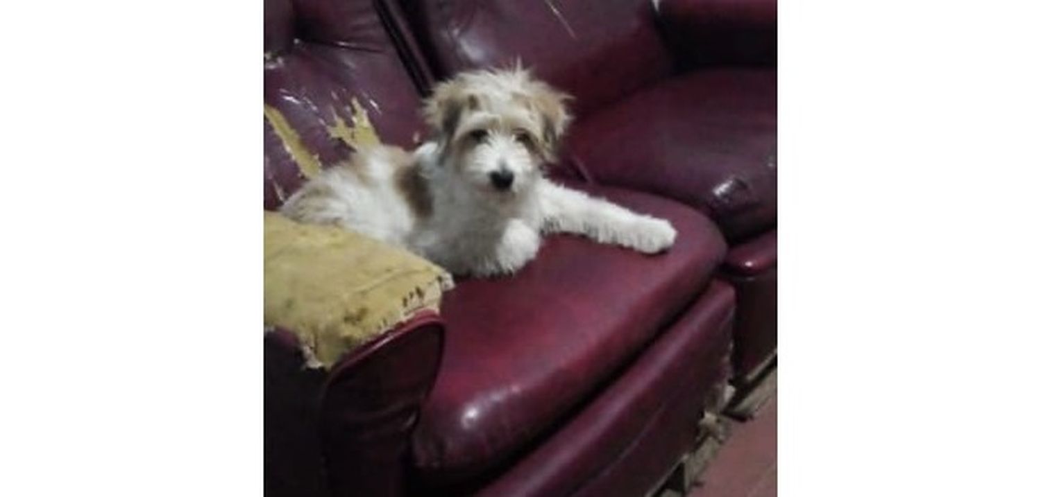 Buscan a Rocco