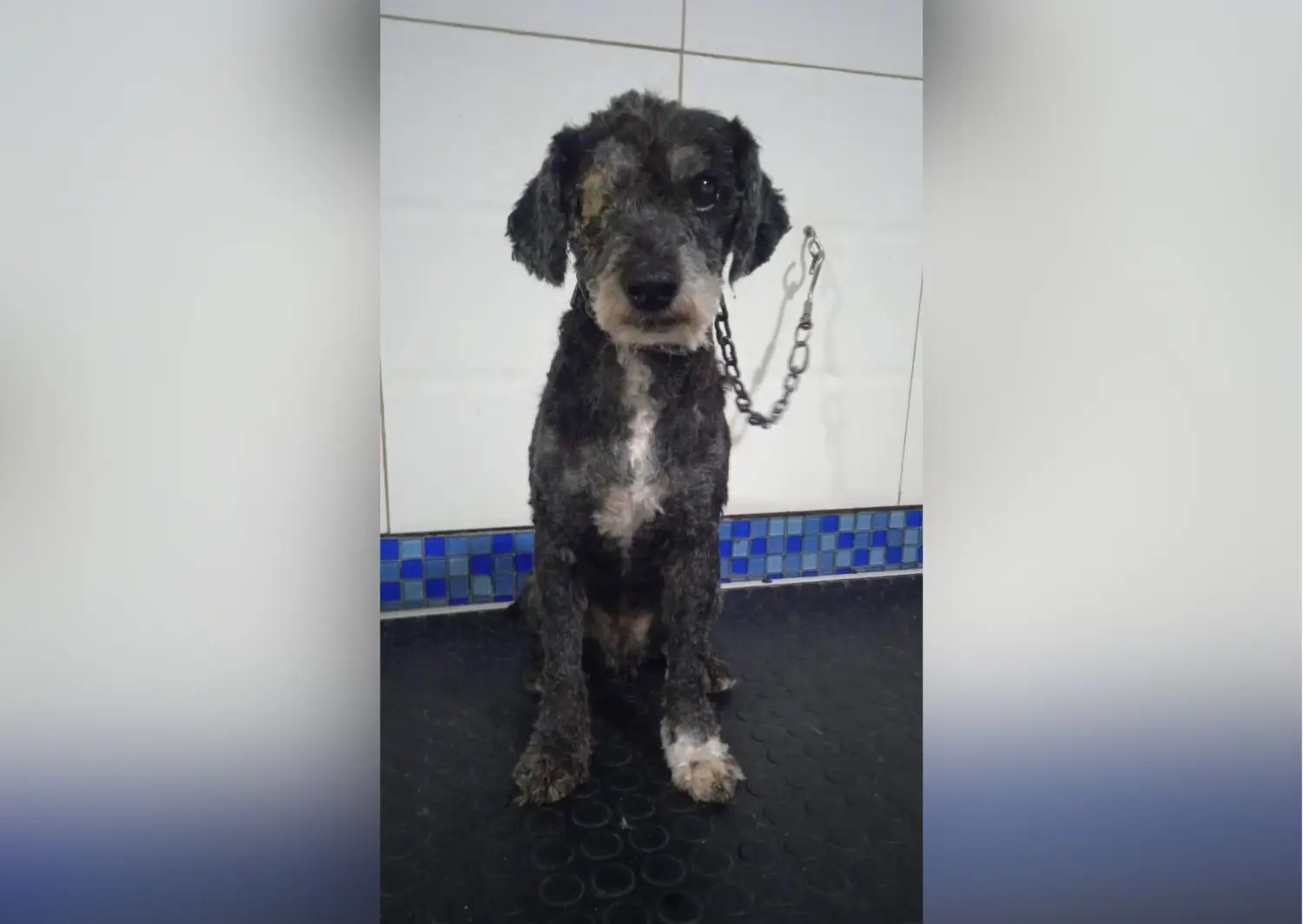 Buscan adopción o tránsito para Rogelio
