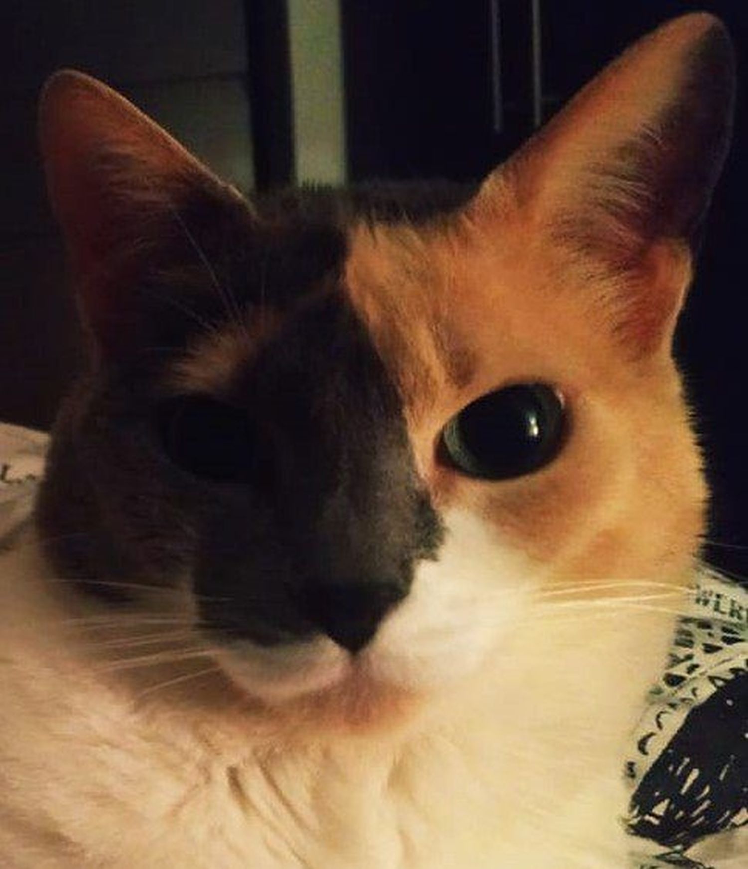 10 tips de cuidado para tu mascota en cuarentena