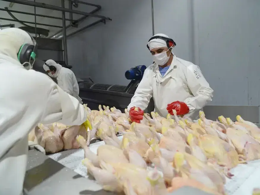 La Unión Europea vuelve a abrir sus puertas a la carne aviar argentina