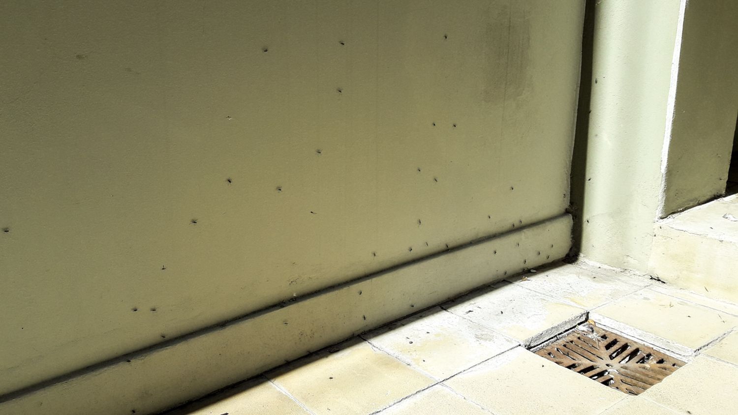 Denuncian invasión de mosquitos en Luján