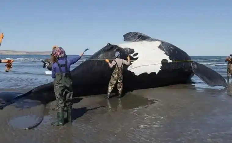 Chubut: ya son 30 las ballenas muertas en el Golfo Nuevo
